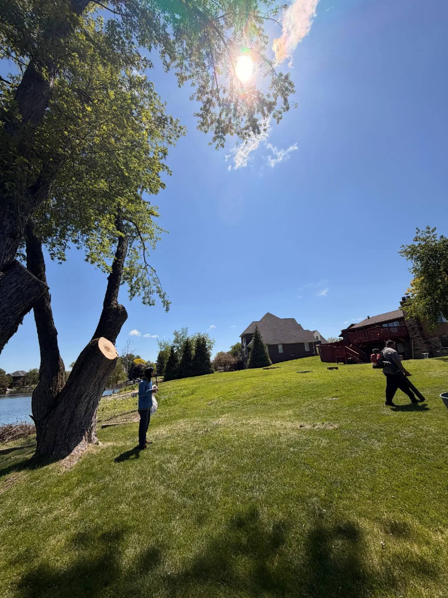 Tree Removal