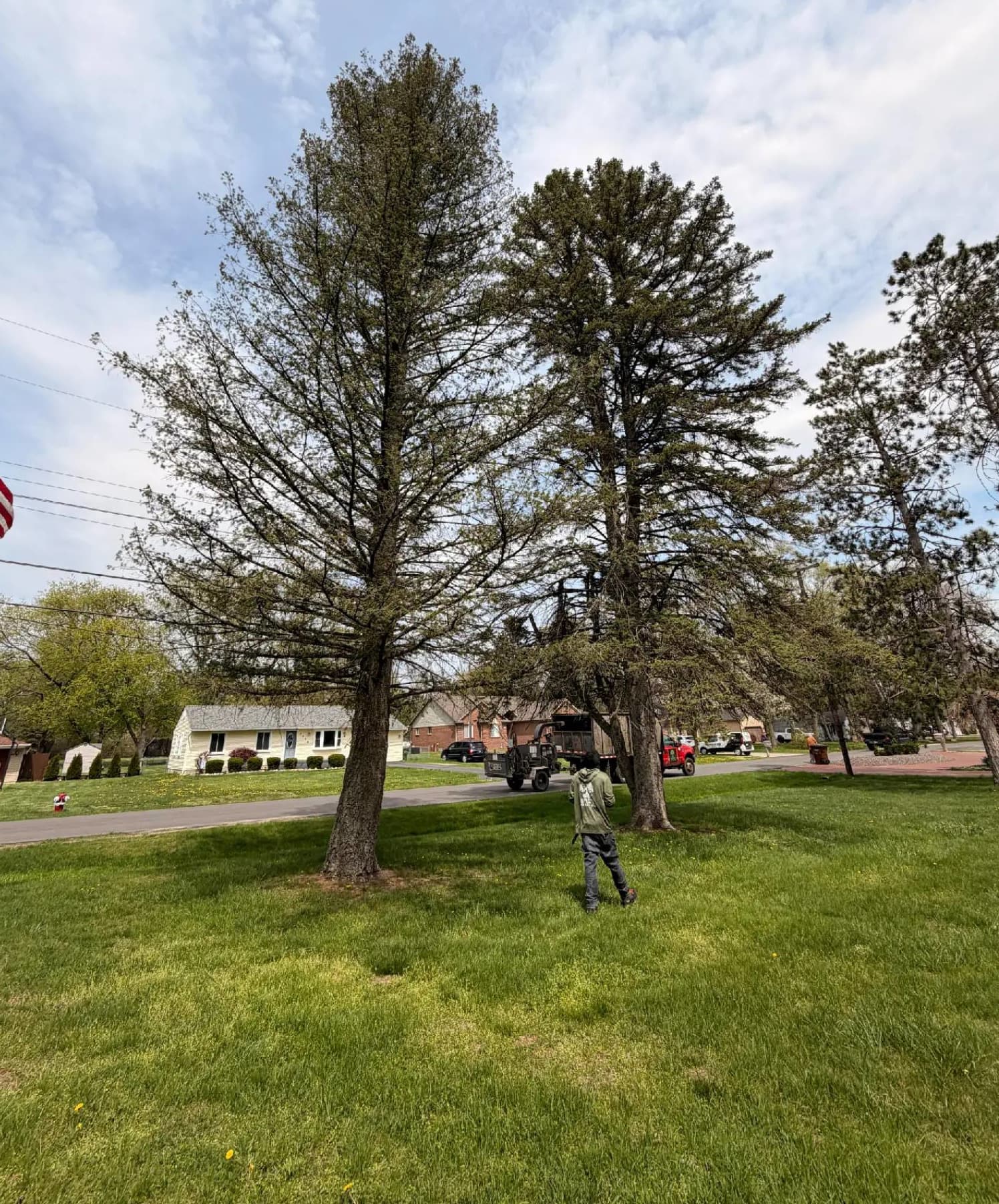 Tree Removal — before