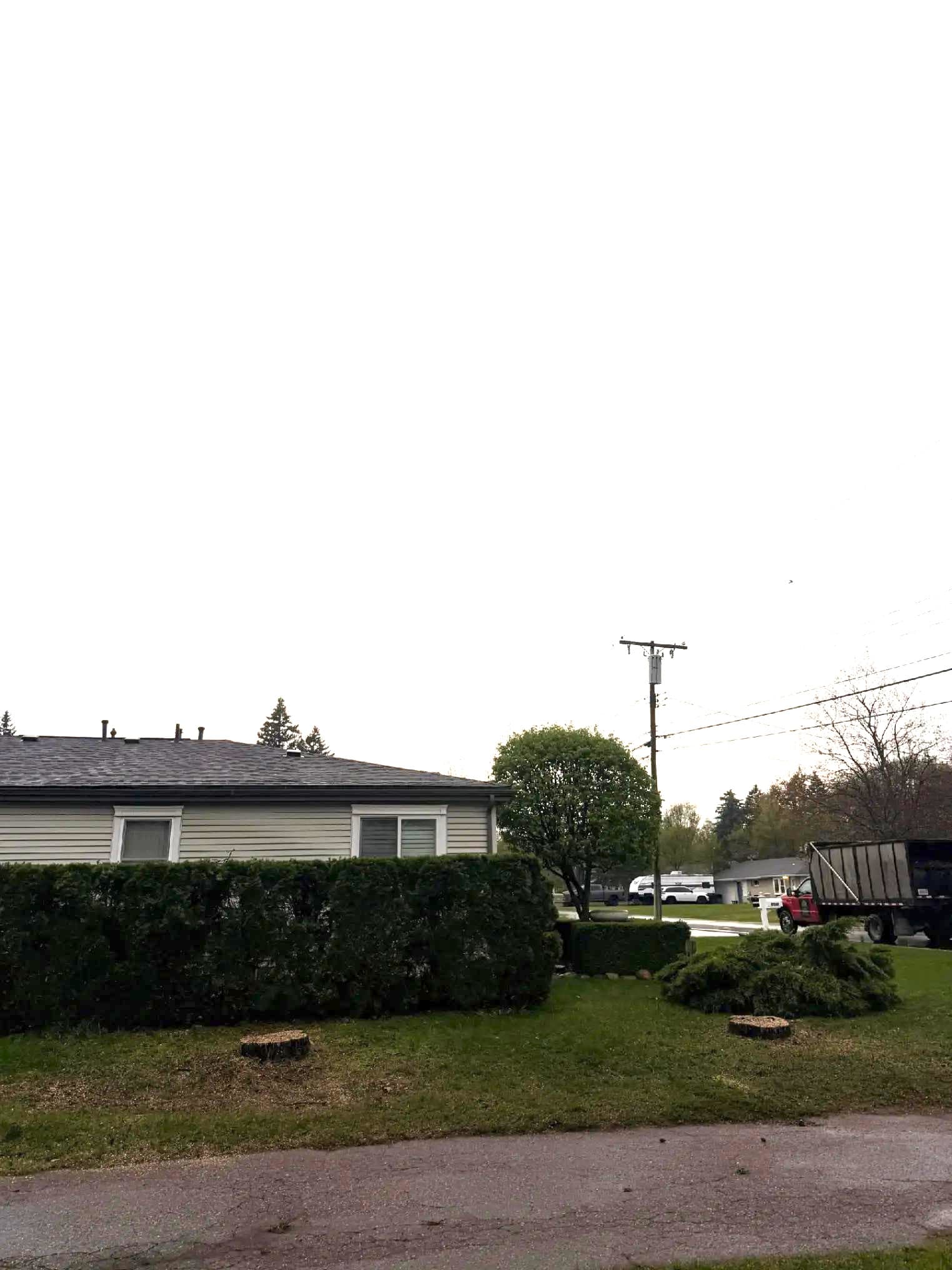 Tree Removal — after