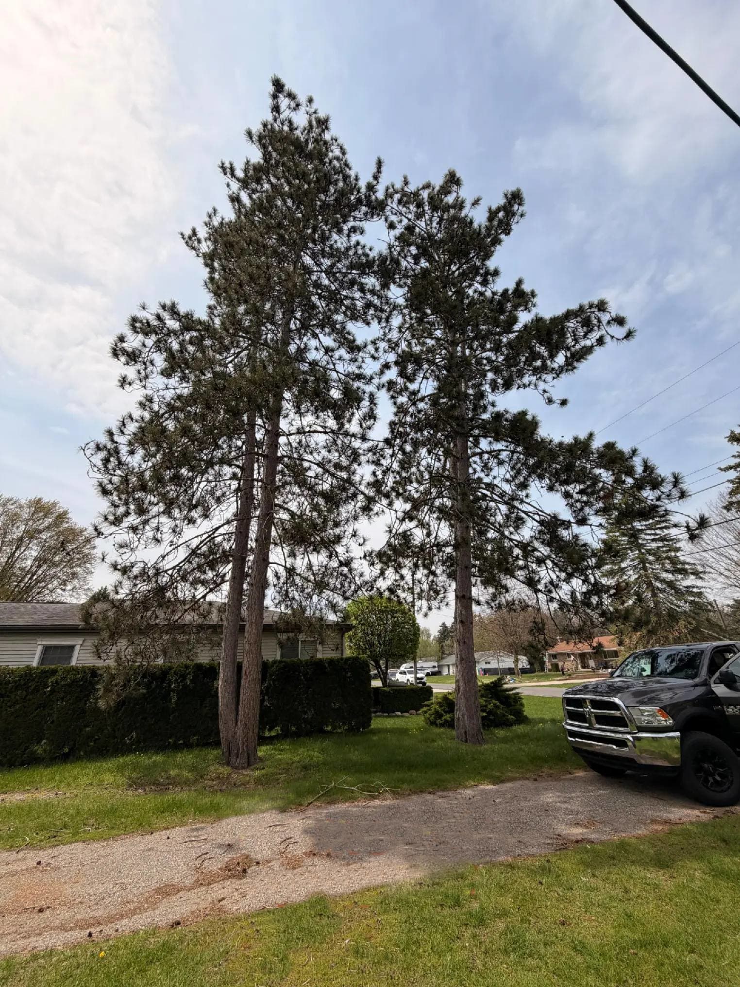 Tree Removal — before