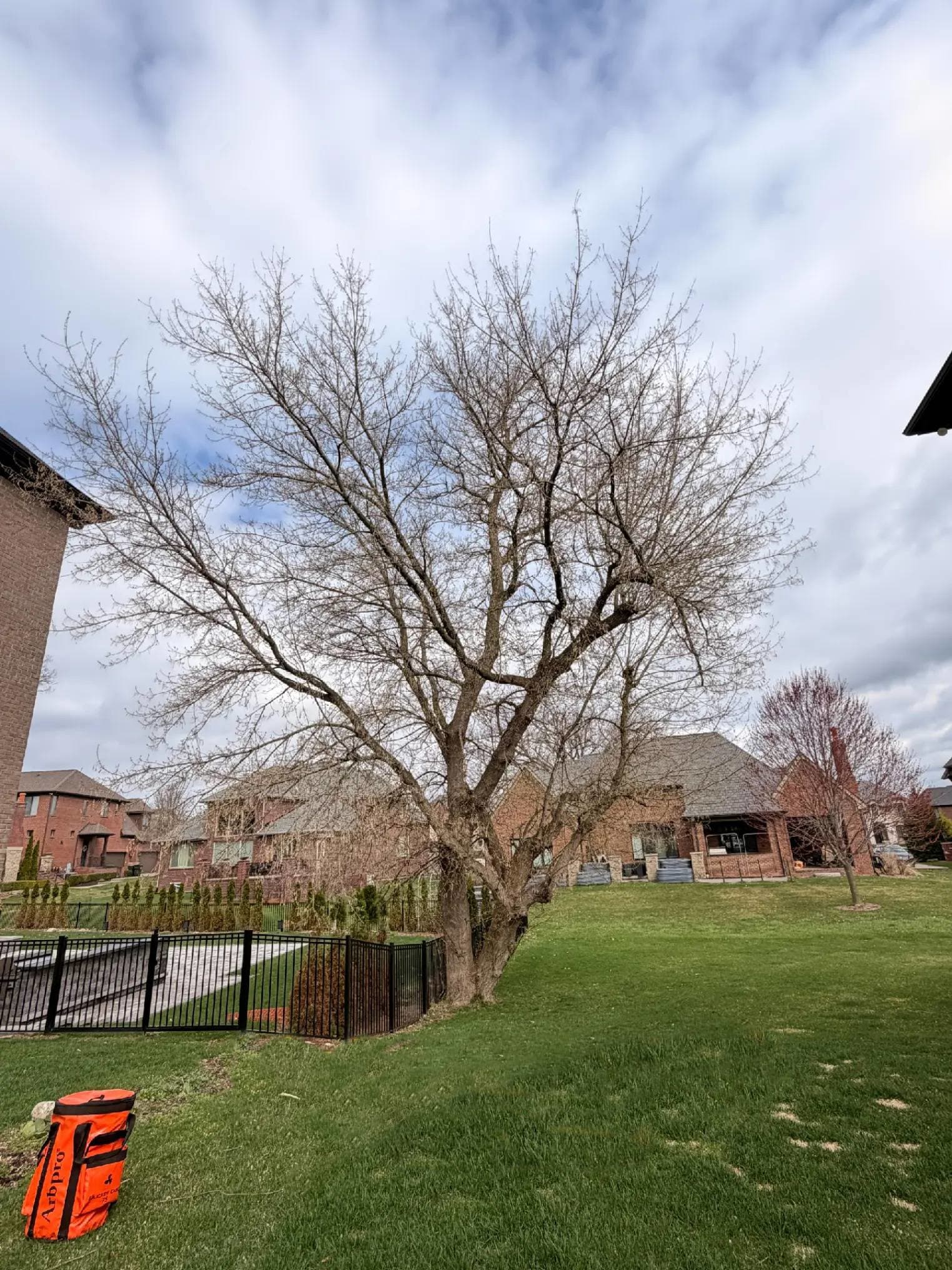 Tree Removal — before