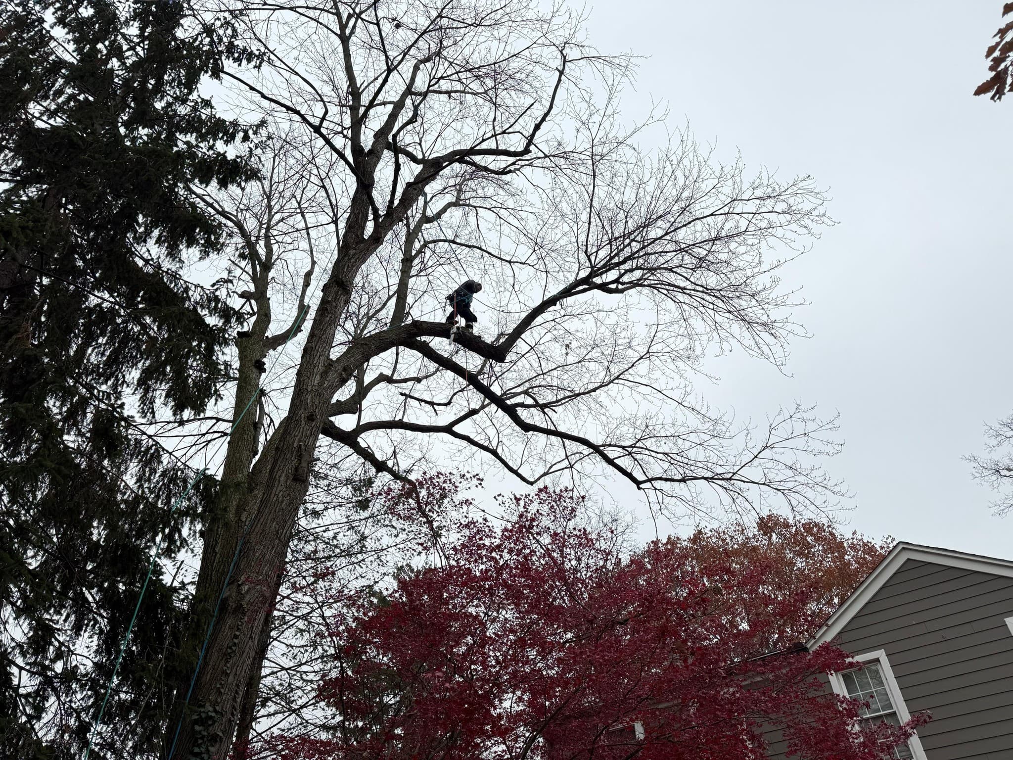 Dangerous Tree Removal