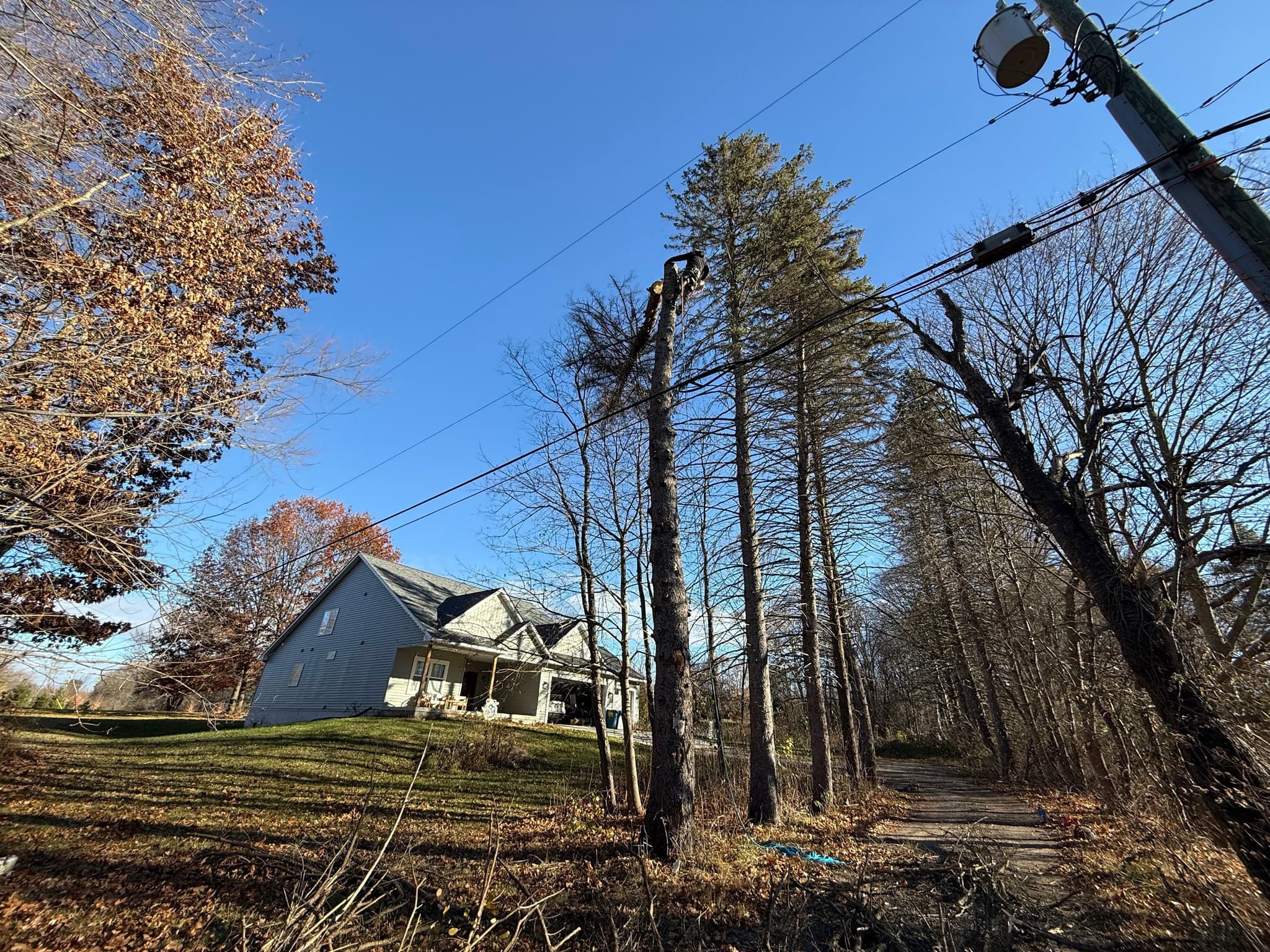 Emergency Tree Services