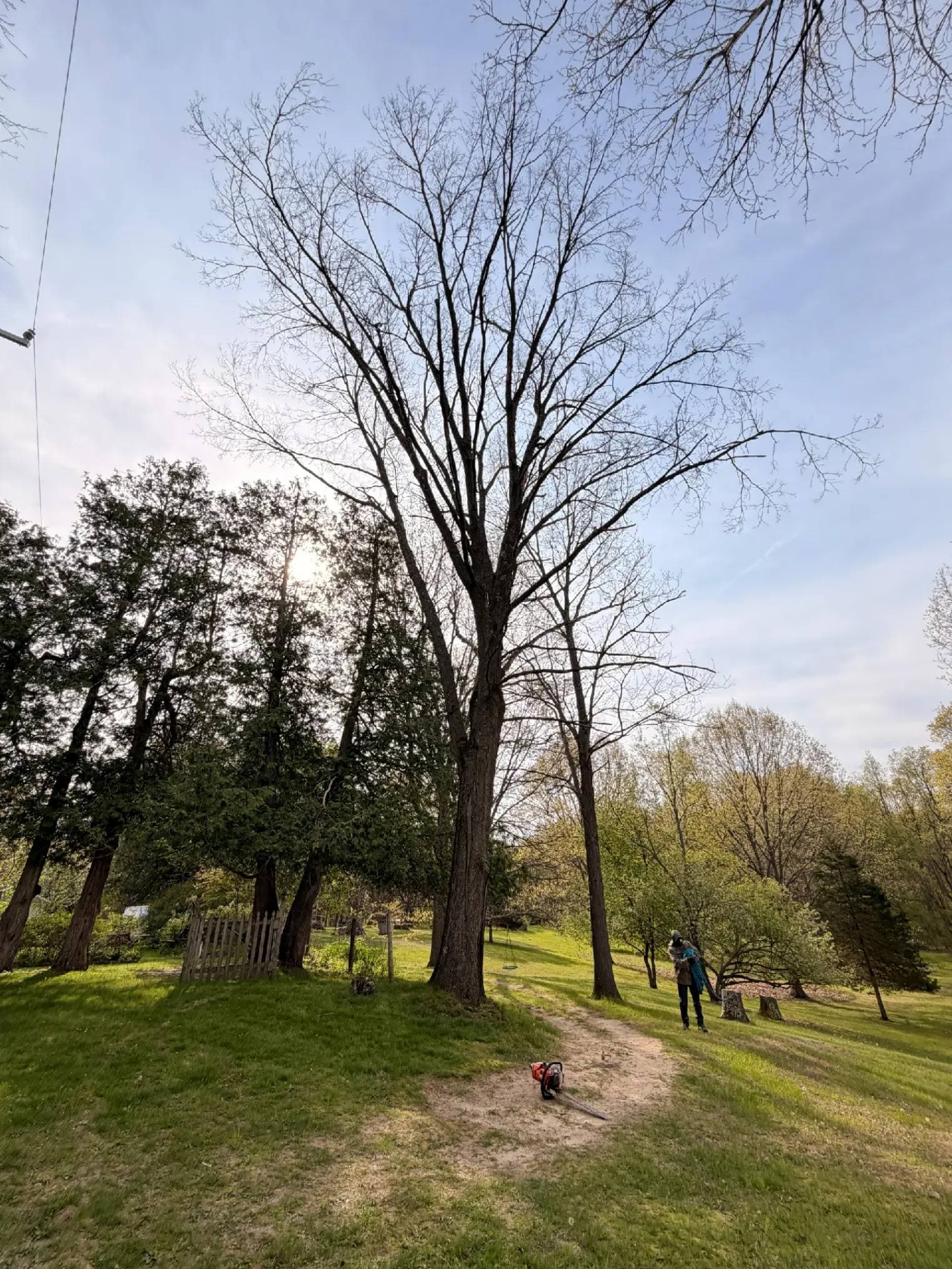 Tree care job site