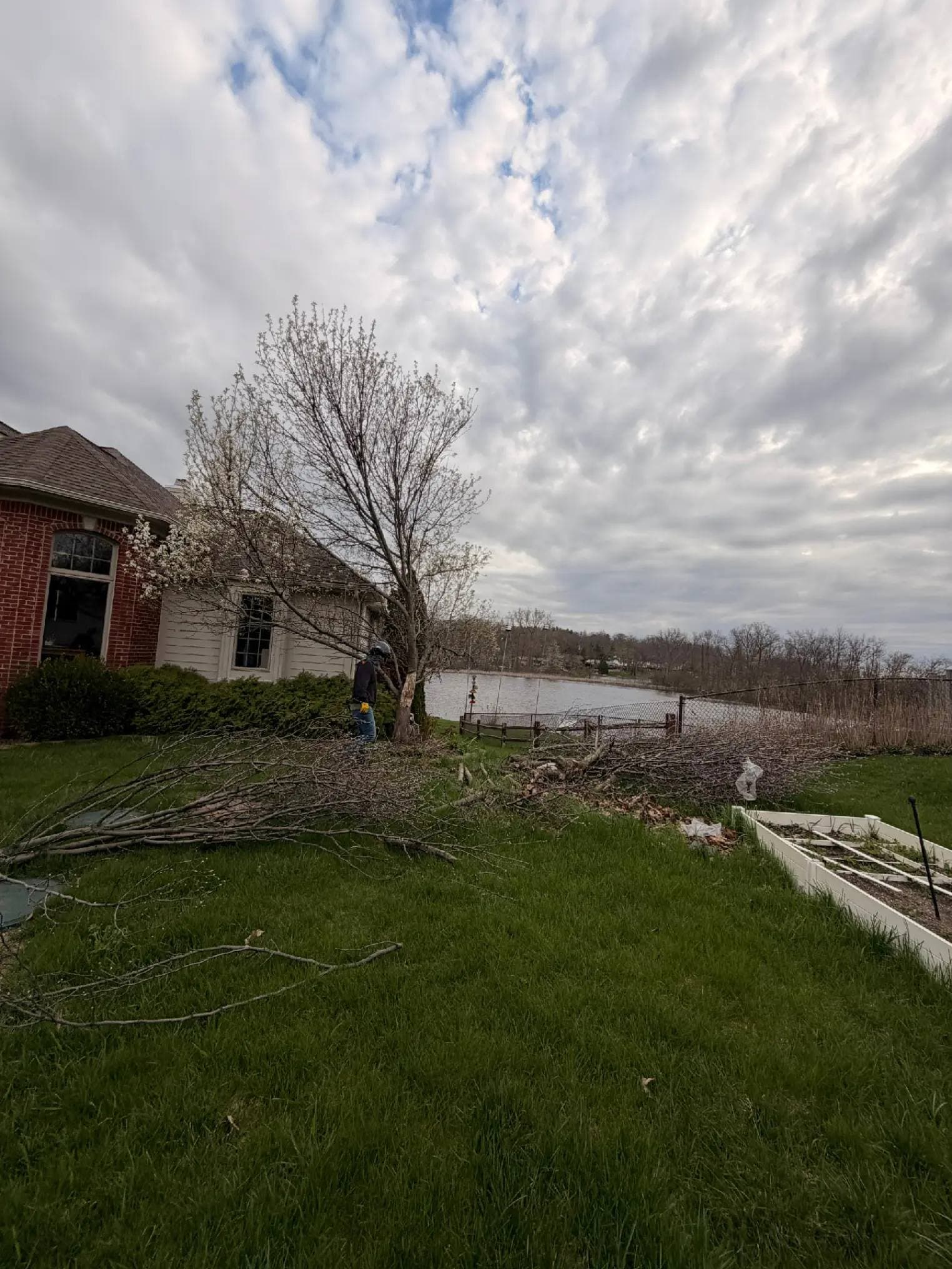 Tree Health Assessment