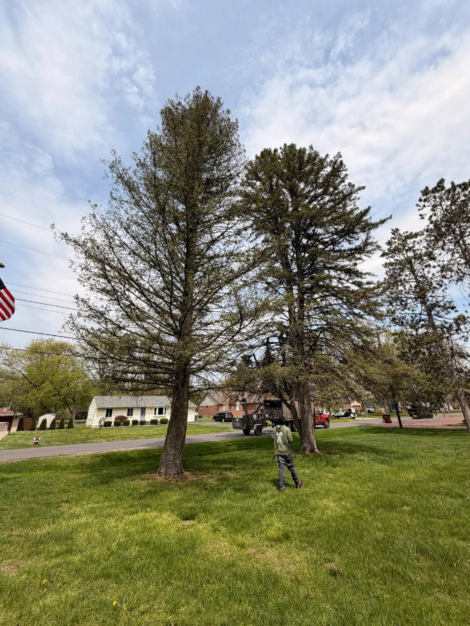 Tree Trimming
